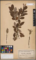 Foto von Salix cinerea L.